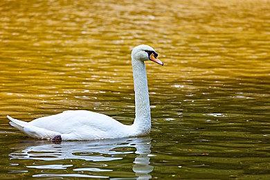 RPG游戏《格兰骑士团》Steam页面开放 11月13日发行